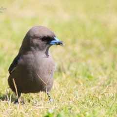 Artamus cyanopterus at Ulladulla, NSW - 18 Sep 2015 12:00 AM