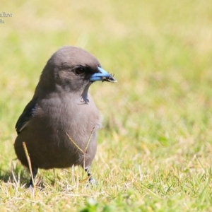 Artamus cyanopterus at Ulladulla, NSW - 18 Sep 2015