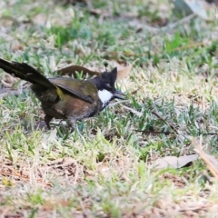 Psophodes olivaceus (Eastern Whipbird) at Lake Conjola, NSW - 14 Sep 2015 by Charles Dove