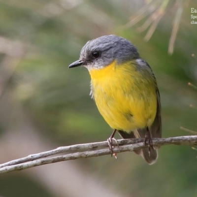 Eopsaltria australis (Eastern Yellow Robin) at Ulladulla, NSW - 17 Sep 2015 by Charles Dove