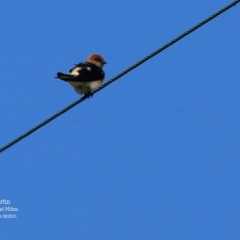 Petrochelidon ariel (Fairy Martin) at Croobyar, NSW - 15 Sep 2015 by CharlesDove