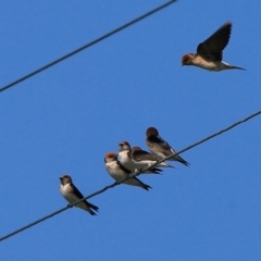 Petrochelidon ariel at Croobyar, NSW - 15 Sep 2015