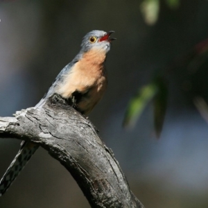 Cacomantis flabelliformis at Ulladulla, NSW - 15 Sep 2015