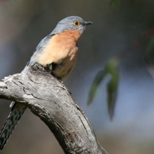 Cacomantis flabelliformis at Ulladulla, NSW - 15 Sep 2015