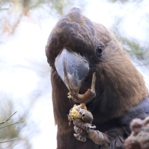 Calyptorhynchus lathami lathami at Lake Conjola, NSW - suppressed