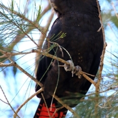 Calyptorhynchus lathami lathami at Lake Conjola, NSW - suppressed