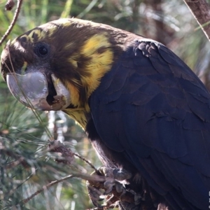 Calyptorhynchus lathami lathami at Lake Conjola, NSW - suppressed