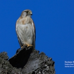 Falco cenchroides (Nankeen Kestrel) at Croobyar, NSW - 15 Sep 2015 by CharlesDove