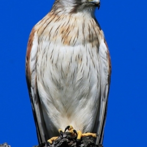 Falco cenchroides at Croobyar, NSW - 15 Sep 2015 12:00 AM