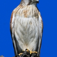 Falco cenchroides at Croobyar, NSW - 15 Sep 2015