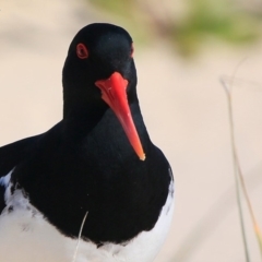 Haematopus longirostris (Australian Pied Oystercatcher) at Cunjurong Point, NSW - 14 Sep 2015 by Charles Dove