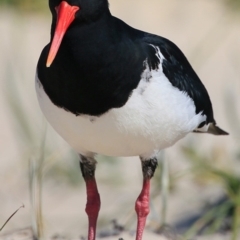 Haematopus longirostris at Cunjurong Point, NSW - 15 Sep 2015