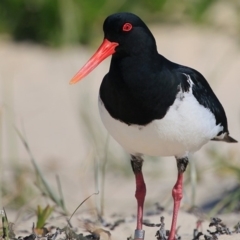 Haematopus longirostris at Cunjurong Point, NSW - suppressed