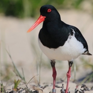 Haematopus longirostris at Cunjurong Point, NSW - 15 Sep 2015