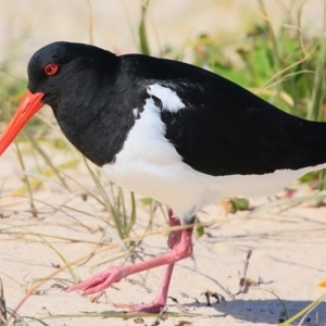 Haematopus longirostris at Cunjurong Point, NSW - 15 Sep 2015