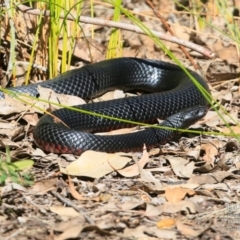 Pseudechis porphyriacus (Red-bellied Black Snake) at Conjola Bushcare - 13 Sep 2015 by CharlesDove