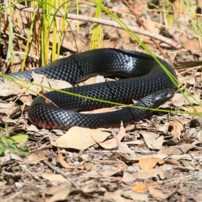 Pseudechis porphyriacus (Red-bellied Black Snake) at Conjola Bushcare - 12 Sep 2015 by Charles Dove