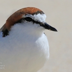 Anarhynchus ruficapillus (Red-capped Plover) at Cunjurong Point, NSW - 15 Sep 2015 by CharlesDove