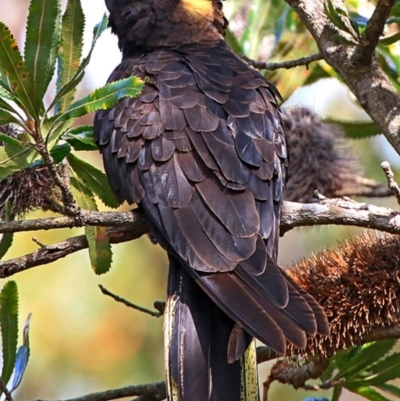 Zanda funerea (Yellow-tailed Black-Cockatoo) at Lake Conjola, NSW - 16 Sep 2015 by CharlesDove