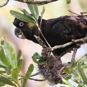 Zanda funerea at Lake Conjola, NSW - 16 Sep 2015