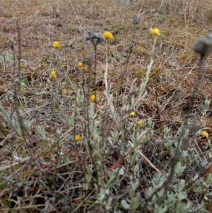 Chrysocephalum apiculatum at Lake George, NSW - 17 Jun 2018