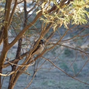 Cracticus torquatus at Lake George, NSW - 23 Jun 2018