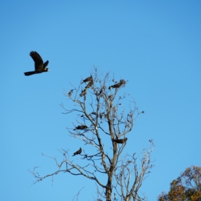 Zanda funerea (Yellow-tailed Black-Cockatoo) at Lake George, NSW - 23 Jun 2018 by MPennay