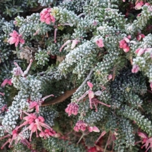 Grevillea lanigera at Tarago, NSW - 24 Jun 2018