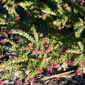 Grevillea lanigera at Tarago, NSW - 24 Jun 2018