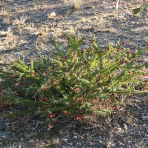 Grevillea lanigera at Tarago, NSW - 24 Jun 2018