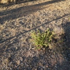 Grevillea lanigera at Tarago, NSW - 24 Jun 2018