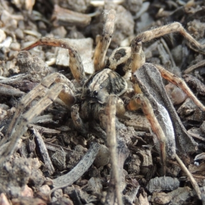 Venatrix speciosa (Wolf spider) at Rob Roy Range - 7 Jan 2018 by michaelb