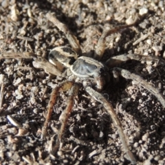 Venatrix speciosa at Conder, ACT - 8 Jan 2018 12:00 AM