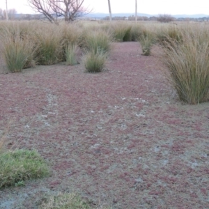 Azolla rubra at Campbell, ACT - 28 May 2018 06:57 PM