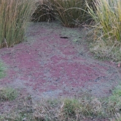 Azolla rubra at Campbell, ACT - 28 May 2018