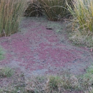 Azolla rubra at Campbell, ACT - 28 May 2018