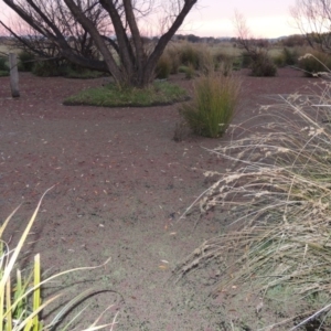 Azolla rubra at Campbell, ACT - 28 May 2018