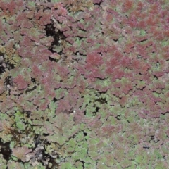 Azolla rubra at Campbell, ACT - 28 May 2018