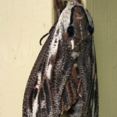 Endoxyla encalypti (Wattle Goat Moth) at Manyana Inyadda Drive development area - 16 Dec 2017 by CRSImages