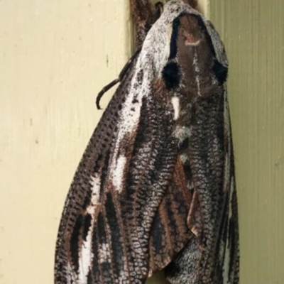 Endoxyla encalypti (Wattle Goat Moth) at Manyana Inyadda Drive development area - 16 Dec 2017 by CRSImages