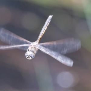 Hemicordulia tau at Narrawallee Foreshore and Reserves Bushcare Group - 17 Dec 2016