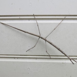 Ctenomorpha marginipennis at Ulladulla - Millards Creek - 16 Apr 2016 12:00 AM