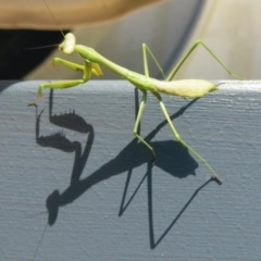 Pseudomantis albofimbriata (False garden mantis) at Ulladulla, NSW - 14 Jan 2014 by CRSImages