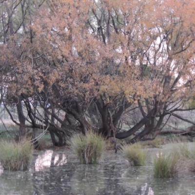 Salix nigra (Black Willow) at Jerrabomberra Wetlands - 28 May 2018 by michaelb