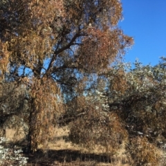 Amyema miquelii (Box Mistletoe) at Lake Ginninderra - 24 Jun 2018 by miktav