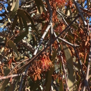 Amyema miquelii at Belconnen, ACT - 24 Jun 2018 12:27 PM