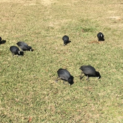 Fulica atra (Eurasian Coot) at Lake Ginninderra - 24 Jun 2018 by miktav