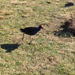 Porphyrio melanotus at Belconnen, ACT - 24 Jun 2018