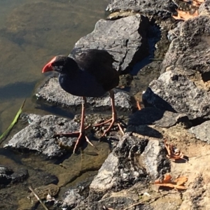 Porphyrio melanotus at Belconnen, ACT - 24 Jun 2018