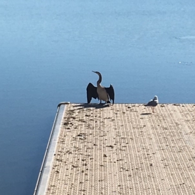 Anhinga novaehollandiae (Australasian Darter) at Belconnen, ACT - 24 Jun 2018 by miktav